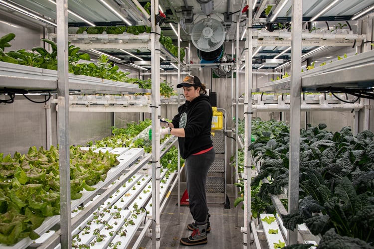 Carly Basler harvests Rocket Greens in a Growcer. 