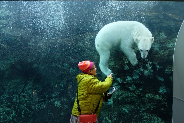 Polar bear under water at the Assiniboine Park Zoo, Journey to Churchill.