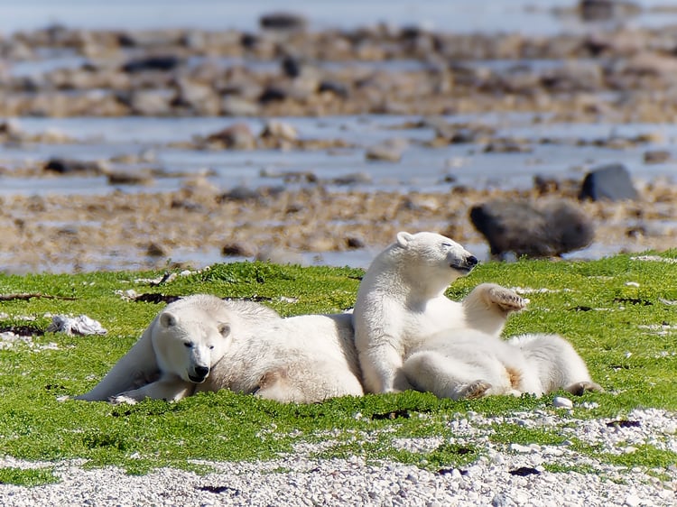 Two polar bears relaxing on a sunny day in Churchill, Manitoba. 