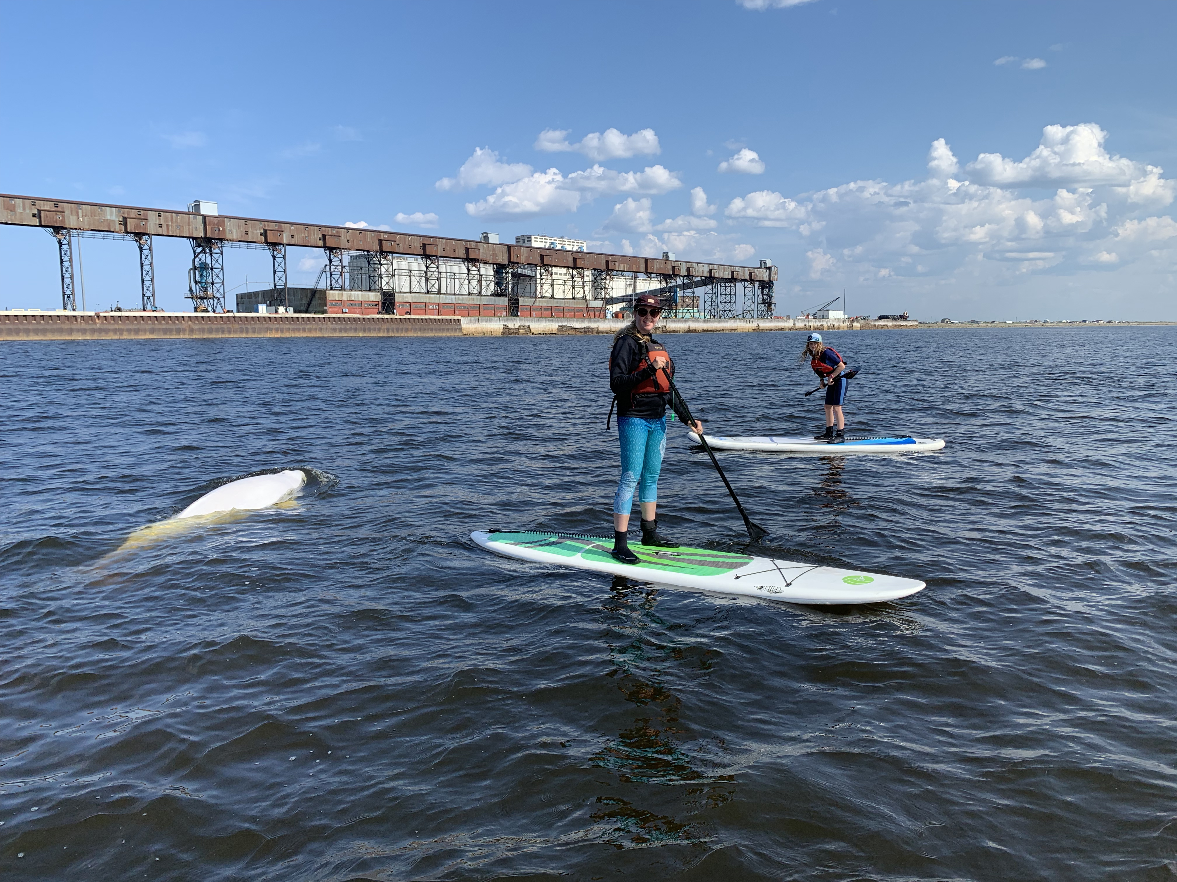 My Churchill Beluga Whale Paddleboarding Experience